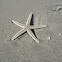 Starfish