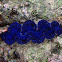 Crocus Giant Clam