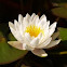water lily