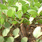 Asian lady beetle on Beach morning glory