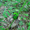 Green Cluster on Stem