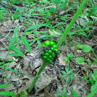 Green Cluster on Stem