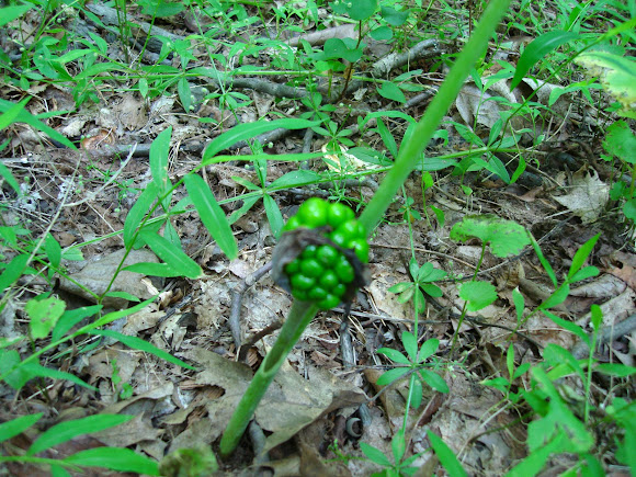 Spotting Image 1