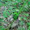 Green Cluster on Stem