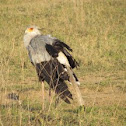 Secretary Bird