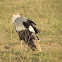 Secretary Bird
