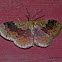 Dark-ribboned Wave Moth