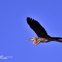 Purple Heron