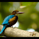 White-throated Kingfisher
