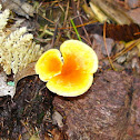 Mushroom
