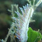 Cratena peregrina