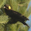 Yellow-tailed black cockatoo