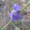 Nuttall's Snapdragon