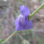 Nuttall's Snapdragon