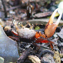 Fiddler Crab