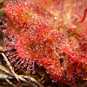 Spoon-leaved sundew