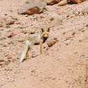 Red Fox