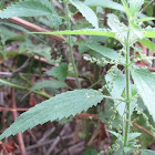 Stinging Nettle