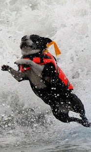 How to download Puppies Live Wallpaper patch 1.0 apk for android