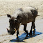 Warthog