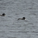 Great Northern Loon