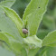 Beetle