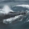 Humpback Whale