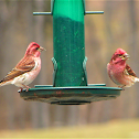 Purple Finch