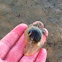 Snail