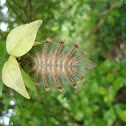 caterpillar