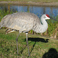 Cranes