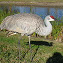 Sandhill Crane