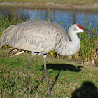 Sandhill Crane
