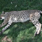 Cheetah