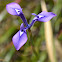 Moraea