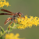 Northern Paper Wasp