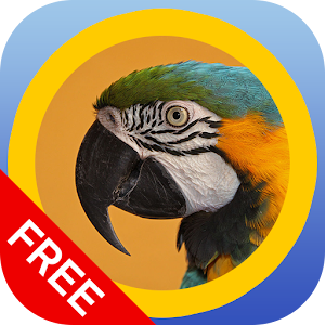 matchBIRDS Free.apk 1.4