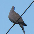 Collared Dove; Tórtola Turca