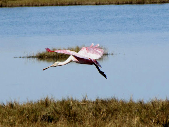 Spotting Image 1
