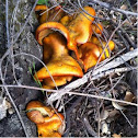 Gymnopilus