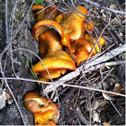 Gymnopilus
