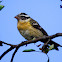 Black-headed Grosbeak