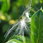 Seed