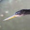 Anhinga