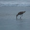 Willet