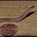 Midwestern Worm Snake