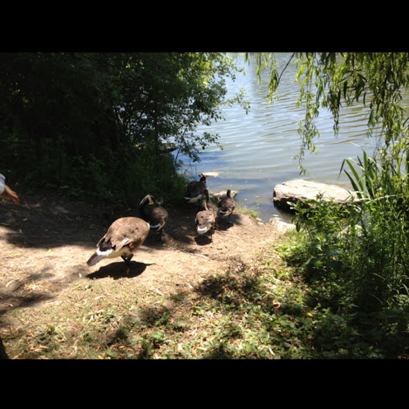 Spotting Image 1