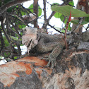 Green Iguana