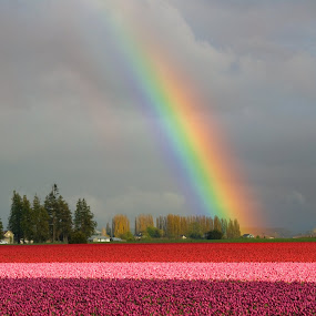 Rainbow over Tulip Fields by Kirsten Morse - Landscapes Weather ( farm, red, purple, colors, pink, rainbow, rain, fields )