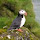 Birds all over the world